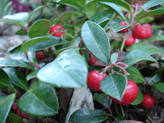 Gaultheria procumbens Checkerberry, Eastern teaberry, Teaberry, Creeping Wintergreen Gaultheria procumbens Checkerberry, Eastern teaberry, Teaberry, Creeping Wintergreen