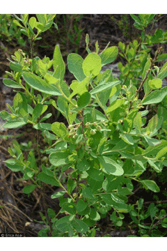 Gaylussacia frondosa Dangleberry, Blue huckleberry