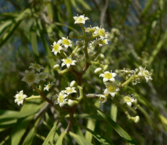 Geijera parviflora Australian Willow Geijera parviflora Australian Willow
