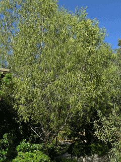 Geijera_parviflora Australian Willow