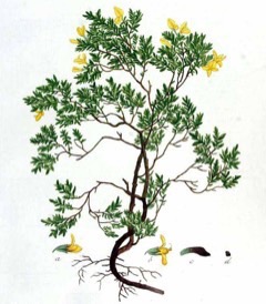 Genista pilosa Hairy greenweed, silkyleaf broom Genista pilosa Hairy greenweed, silkyleaf broom