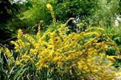 Genista pilosa Hairy greenweed, silkyleaf broom Genista pilosa Hairy greenweed, silkyleaf broom