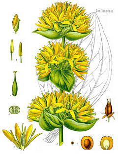 Gentiana_lutea Yellow Gentian