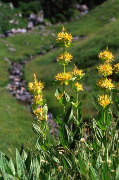 Gentiana lutea Yellow Gentian