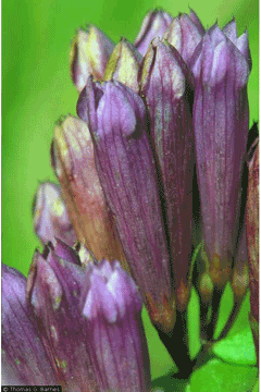 Gentianella quinquefolia Ague Weed Gentianella quinquefolia Ague Weed