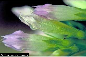 Gentianella quinquefolia Ague Weed Gentianella quinquefolia Ague Weed