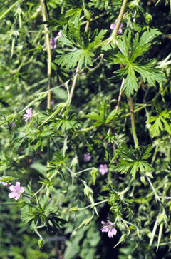 Geranium bicknellii Bicknell Geranium bicknellii Bicknell