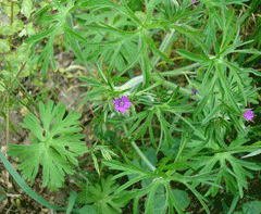 Geranium dissectum Cut-Leafed Cranesbill, Cutleaf geranium Geranium dissectum Cut-Leafed Cranesbill, Cutleaf geranium