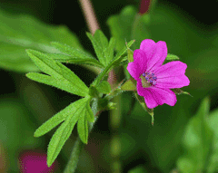 Geranium dissectum Cut-Leafed Cranesbill, Cutleaf geranium Geranium dissectum Cut-Leafed Cranesbill, Cutleaf geranium