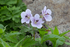 Geranium erianthum Wooly Geranium Geranium erianthum Wooly Geranium