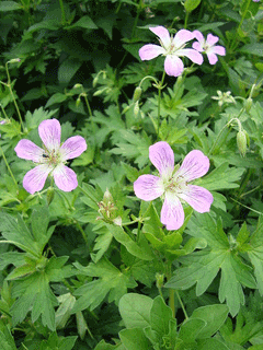 Geranium erianthum Wooly Geranium Geranium erianthum Wooly Geranium
