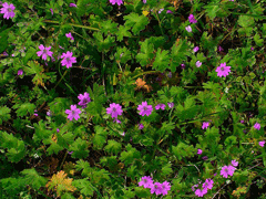 Geranium molle Dovefoot Geranium Geranium molle Dovefoot Geranium