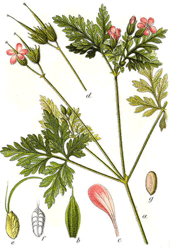 Geranium_robertianum Herb Robert, Robert geranium