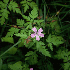 Geranium robertianum Herb Robert, Robert geranium Geranium robertianum Herb Robert, Robert geranium