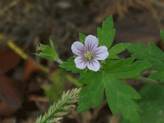 Geranium sibiricum Siberian geranium Geranium sibiricum Siberian geranium