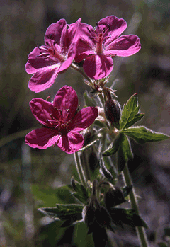 Geranium viscosissimum Sticky Geranium, Sticky purple geranium Geranium viscosissimum Sticky Geranium, Sticky purple geranium