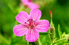 Geranium viscosissimum Sticky Geranium, Sticky purple geranium Geranium viscosissimum Sticky Geranium, Sticky purple geranium