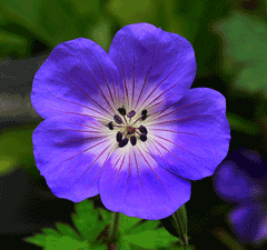 geranium wallichianum geranium wallichianum