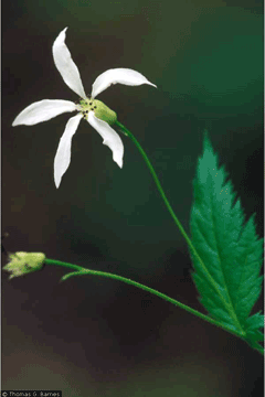 Gillenia American Ipecacuanna, American ipecac Gillenia American Ipecacuanna, American ipecac