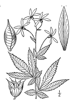 Gillenia American Ipecacuanna, American ipecac Gillenia American Ipecacuanna, American ipecac