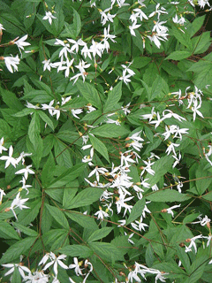 Gillenia trifoliata Indian Physic, Bowman Gillenia trifoliata Indian Physic, Bowman