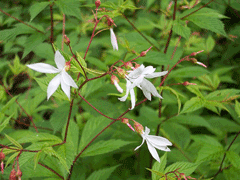 Gillenia trifoliata Indian Physic, Bowman Gillenia trifoliata Indian Physic, Bowman