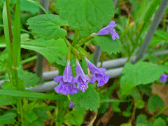 Glechoma_hederacea Ground Ivy, Field Balm, Gill Over The Ground, Runaway Robin