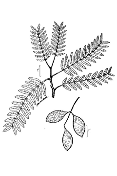 Gleditsia aquatica Water Locust Gleditsia aquatica Water Locust
