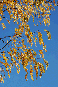 Gleditsia aquatica Water Locust Gleditsia aquatica Water Locust