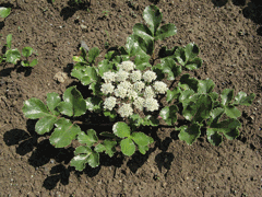 Glehnia littoralis Bei Sha Shen, American silvertop Glehnia littoralis Bei Sha Shen, American silvertop