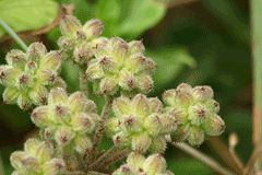 Glehnia littoralis Bei Sha Shen, American silvertop Glehnia littoralis Bei Sha Shen, American silvertop