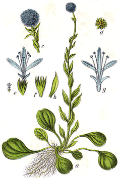 Globularia vulgaris Globularia vulgaris