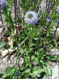 Globularia vulgaris Globularia vulgaris