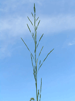 Glyceria striata Fowl Manna Grass, Fowl mannagrass Glyceria striata Fowl Manna Grass, Fowl mannagrass