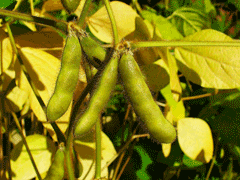 Glycine max Soya Bean Glycine max Soya Bean