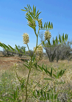 Glycyrrhiza lepidota American Liquorice Glycyrrhiza lepidota American Liquorice