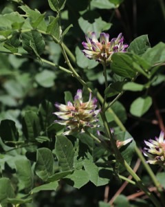 Glycyrrhiza uralensis Gan Cao Glycyrrhiza uralensis Gan Cao