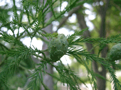 Glyptostrobus pensilis Chinese Swamp Cypress Glyptostrobus pensilis Chinese Swamp Cypress