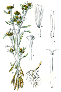 Gnaphalium uliginosum Marsh Cudweed Gnaphalium uliginosum Marsh Cudweed