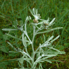 Gnaphalium uliginosum Marsh Cudweed Gnaphalium uliginosum Marsh Cudweed