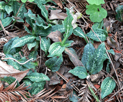 Goodyera oblongifolia Western Rattlesnake Plantain Goodyera oblongifolia Western Rattlesnake Plantain