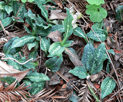 Goodyera Western Rattlesnake Plantain