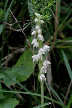 Goodyera repens Creeping Lady Goodyera repens Creeping Lady