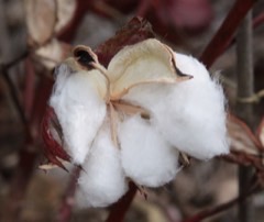 Gossypium_hirsutum Upland Cotton