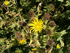 Grindelia robusta Great Valley Gumweed Grindelia robusta Great Valley Gumweed