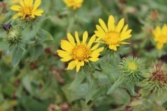 Grindelia hirsutula Gumweed, Gum Plant Grindelia hirsutula Gumweed, Gum Plant