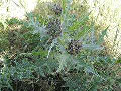 Gundelia tournefortii Tournefort Gundelia tournefortii Tournefort