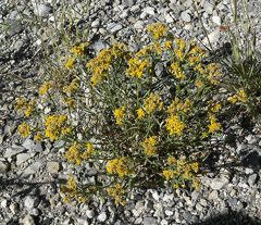 Gutierrezia sarothrae Broomweed, Broom snakeweed Gutierrezia sarothrae Broomweed, Broom snakeweed