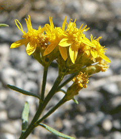 Gutierrezia sarothrae Broomweed, Broom snakeweed Gutierrezia sarothrae Broomweed, Broom snakeweed