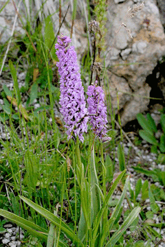 Gymnadenia_conopsea Fragrant Orchid